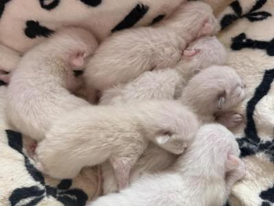 One Male Ragdoll Flamepoint Available - Ragdoll - Gallery Photo #1
