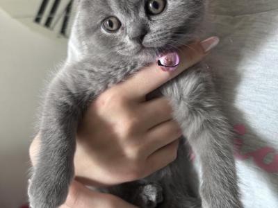 Jasmin - Scottish Fold - Gallery Photo #1