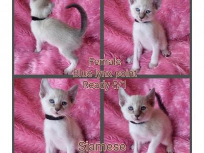 Siamese  Two Left - Siamese - Gallery Photo #1