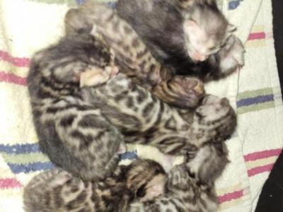 TICA Registered Bengals - Bengal - Gallery Photo #1