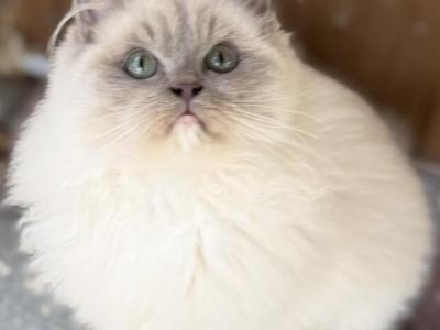 Pancake - Ragdoll - Gallery Photo #1