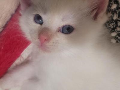 Yuki - Balinese - Gallery Photo #1