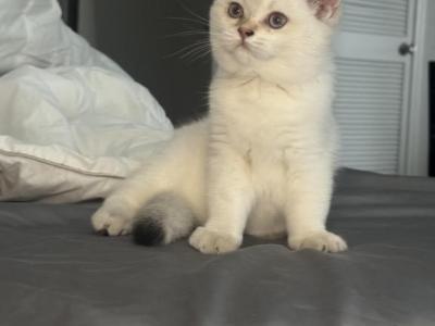 Kitten 24 - British Shorthair - Gallery Photo #1
