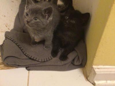 Litte Bugs - Bengal - Gallery Photo #1