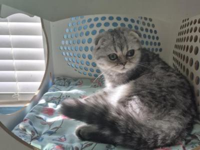 CHARLIE - Scottish Fold - Gallery Photo #1
