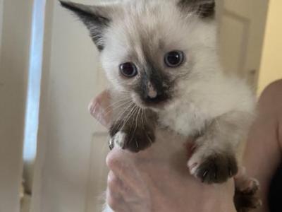 A Gorgeous Lil Calico - Balinese - Gallery Photo #1