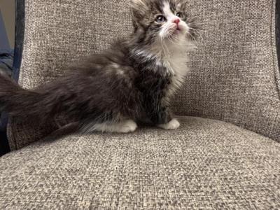 Boy Siberian  READY TO MOVE OUT Purebred - Siberian - Gallery Photo #1