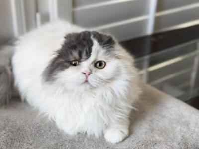 Y E L E N A - Scottish Fold - Gallery Photo #1
