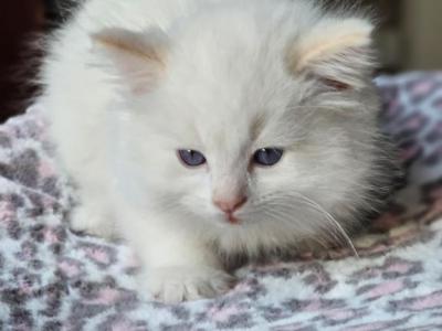 Flame Point - Ragdoll - Gallery Photo #1
