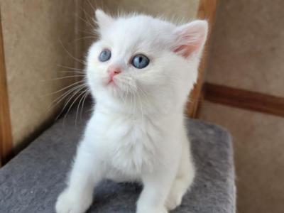 Fluffy - Scottish Straight - Gallery Photo #1