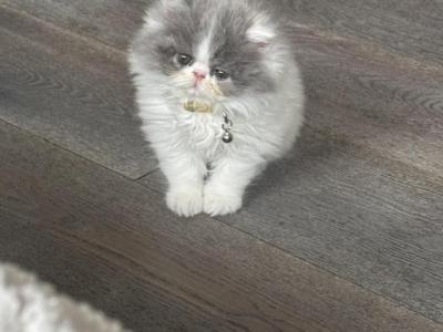 Wasatch Cattery - Persian - Gallery Photo #1