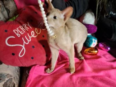 Fawn Fairytale Boy - Abyssinian - Gallery Photo #1