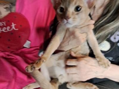 Superman  Fawn Boy - Abyssinian - Gallery Photo #1