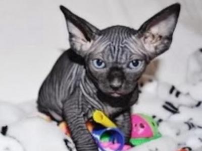 Nalas Litter - Sphynx - Gallery Photo #1