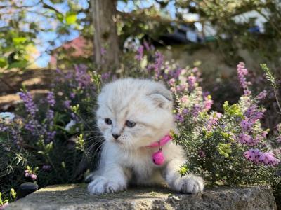 Portland June Scottish Fold Kitty - Scottish Fold - Gallery Photo #1