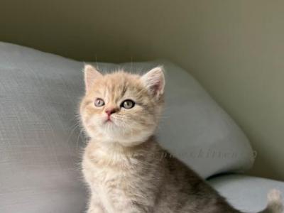 Scottish  Kitten - Scottish Straight - Gallery Photo #1