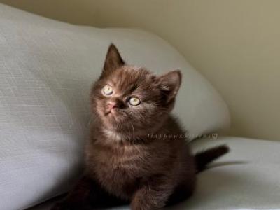 Scottish Kittens - Scottish Straight - Gallery Photo #1