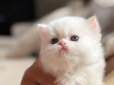 Mercys Litter - Persian - Gallery Photo #1