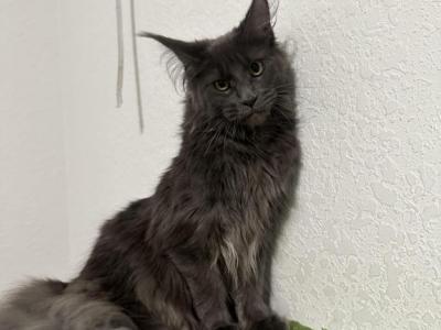 Maine Coon - Maine Coon - Gallery Photo #1