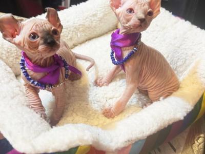 Sphynx Elves - Sphynx - Gallery Photo #1