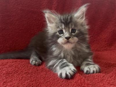 Cesium Boy - Maine Coon - Gallery Photo #1