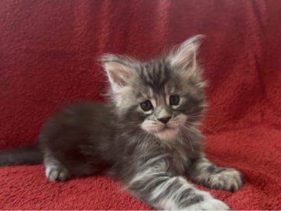 Breeder - Maine Coon - Gallery Photo #1