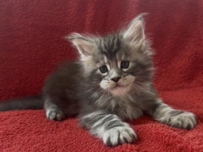 Only Breeder - Maine Coon - Gallery Photo #1