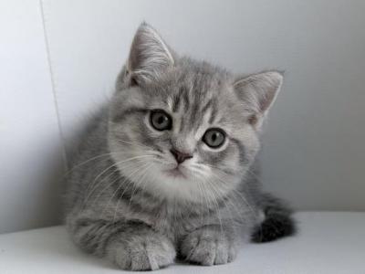 Sweet Scottish Straight Male - Scottish Straight - Gallery Photo #1