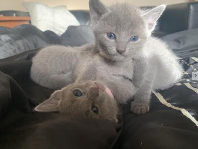 Litter 4 Russian Blue Kittens - Russian Blue - Gallery Photo #1