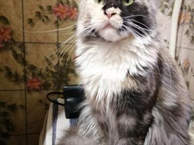 Ofi Female 4  Years Old Mainecoon - Maine Coon - Gallery Photo #1