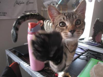 Churro - Domestic - Gallery Photo #1