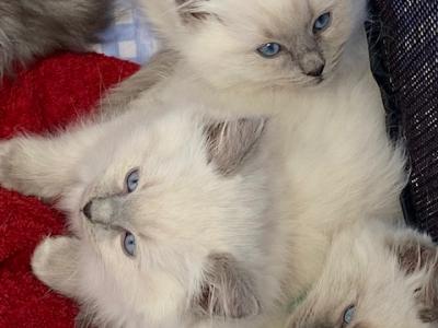 Blue's Dolls - Ragdoll - Gallery Photo #1