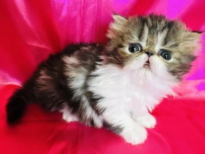 Locky - Exotic - Gallery Photo #1