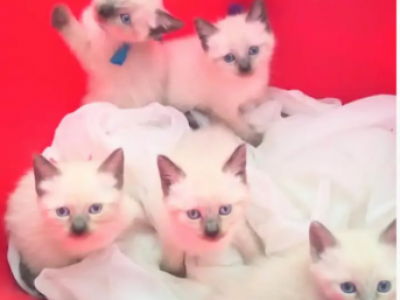Siamese - Siamese - Gallery Photo #1