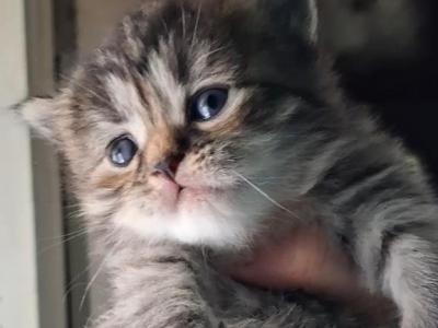 Minuets Annikah And Aunikah - Minuet - Gallery Photo #1