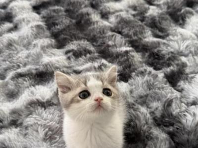 Mini Cow - Munchkin - Gallery Photo #1