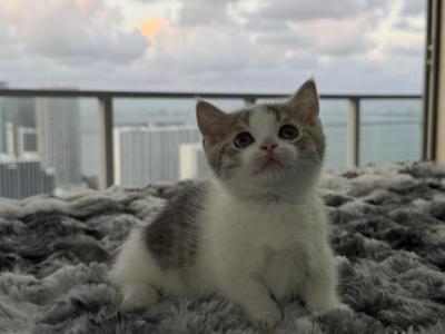 Mickey - Munchkin - Gallery Photo #1