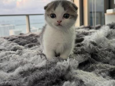 Armani - Munchkin - Gallery Photo #1