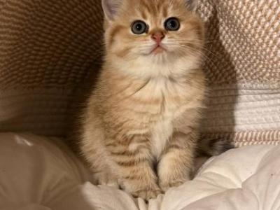 Ballerina - Scottish Straight - Gallery Photo #1