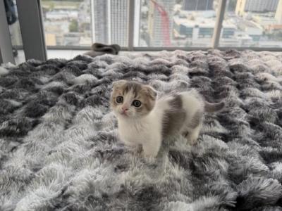 Milo - Munchkin - Gallery Photo #1