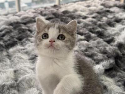 Nova - Scottish Straight - Gallery Photo #1