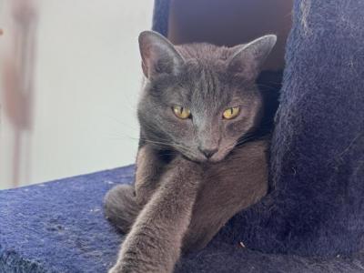 Smokey - Russian Blue - Gallery Photo #1