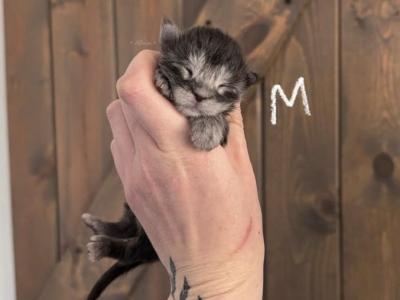 Sinon Litter - Maine Coon - Gallery Photo #1