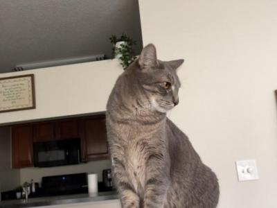 Sage - Domestic - Gallery Photo #1