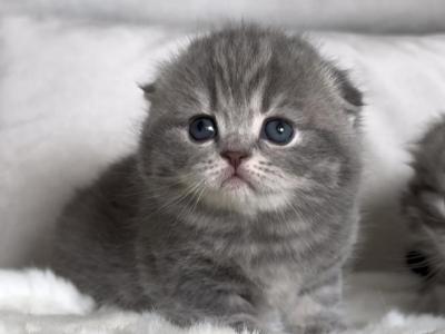 Scottish Fold Female - Scottish Fold - Gallery Photo #1