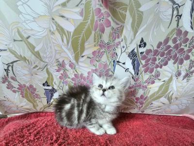Bonita - British Shorthair - Gallery Photo #1
