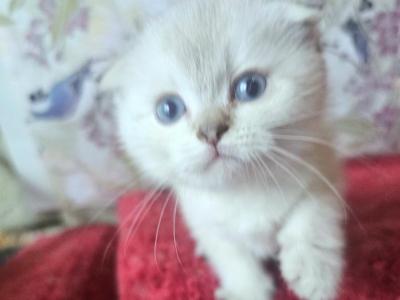 Willow - Scottish Fold - Gallery Photo #1