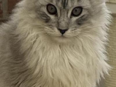 Dalion - Maine Coon - Gallery Photo #1