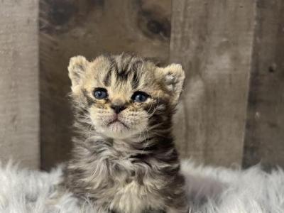 HoneyBear - American Bobtail - Gallery Photo #1