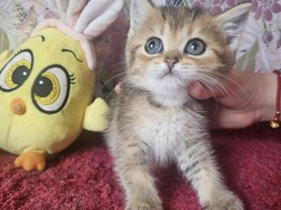 Moxie - British Shorthair - Gallery Photo #1